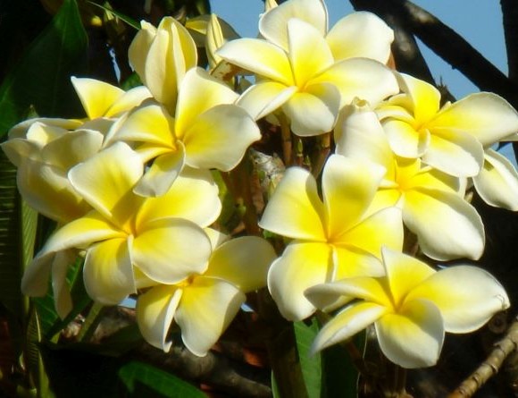 Flowers and Plants - Brazil Plant